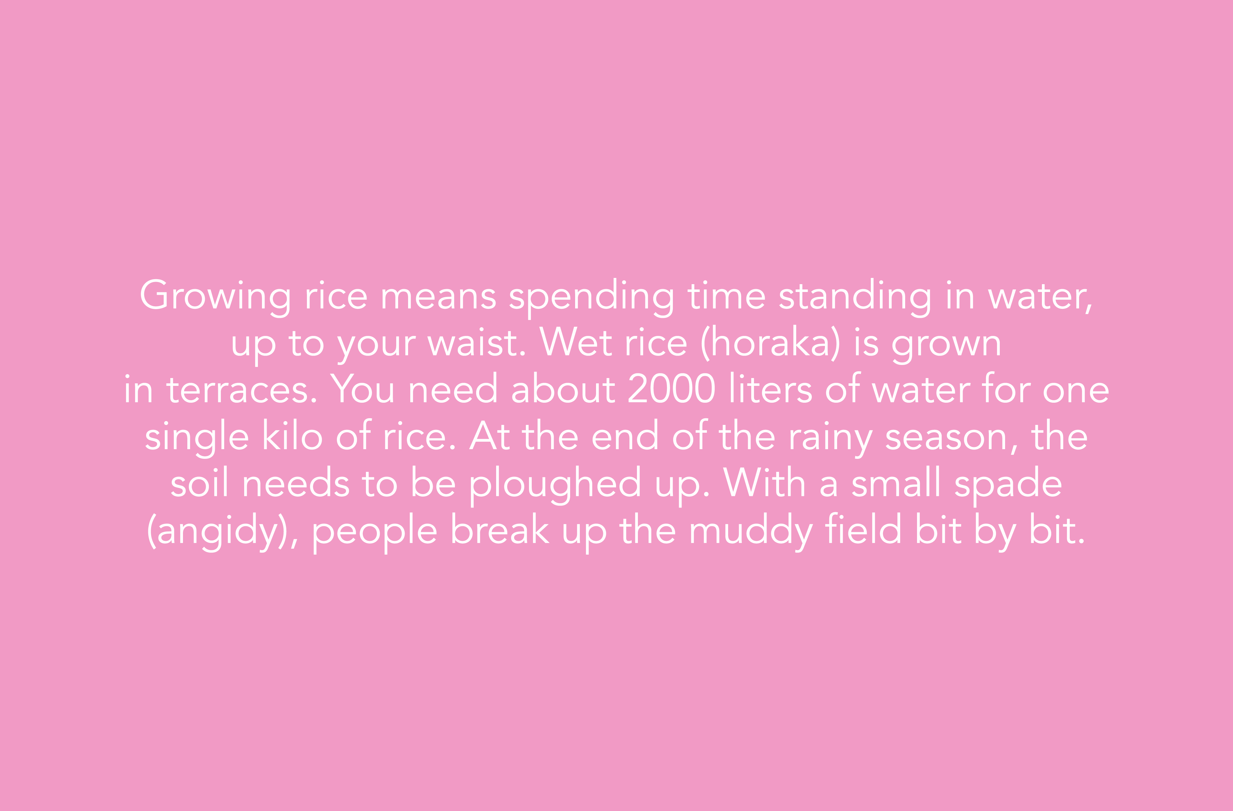 Growing rice means spending time standing in water, up to your waist  Wet rice (horaka) is grown in terraces  You nee   